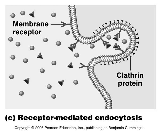 Clathrin ENDOCYTOSIS In receptor mediated endocytosis, the vesicle formation is triggered by the binding of a molecule to receptors in the Clathrin-coated pits!