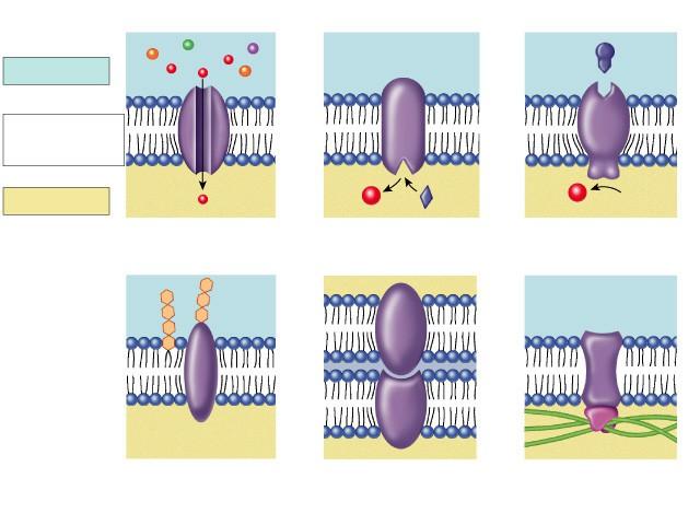 Many Functions of Membrane Proteins Outside Plasma membrane Inside Transporter Cell surface