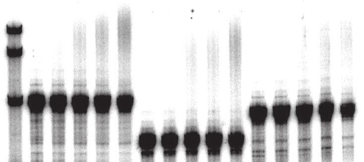 (B) NRS-RSV samples were run 1 h longer to allow adequate separation of products. Polyadenylation appears as a slower-migrating smear.
