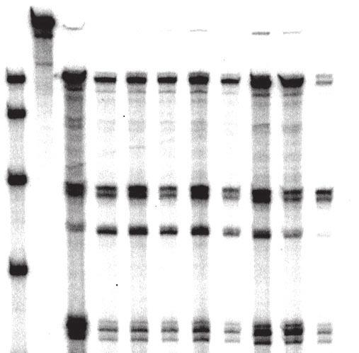 VOL. 81, 2007 SR PROTEINS PROMOTE RSV POLYADENYLATION 11213 Downloaded from http://jvi.asm.org/ FIG. 7. SR protein-binding sites stimulate polyadenylation of proviral clones in vivo.