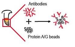 Antibody and beads preparation Beads containing