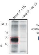 RNA labelling, SDS PAGE and protein degradation 32 P 32 P 32 P labelling SDS-PAGE Band excision Proteinase K treatment