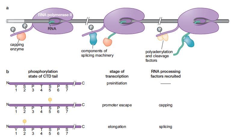 Phosphorylation state of the CTD of RNA