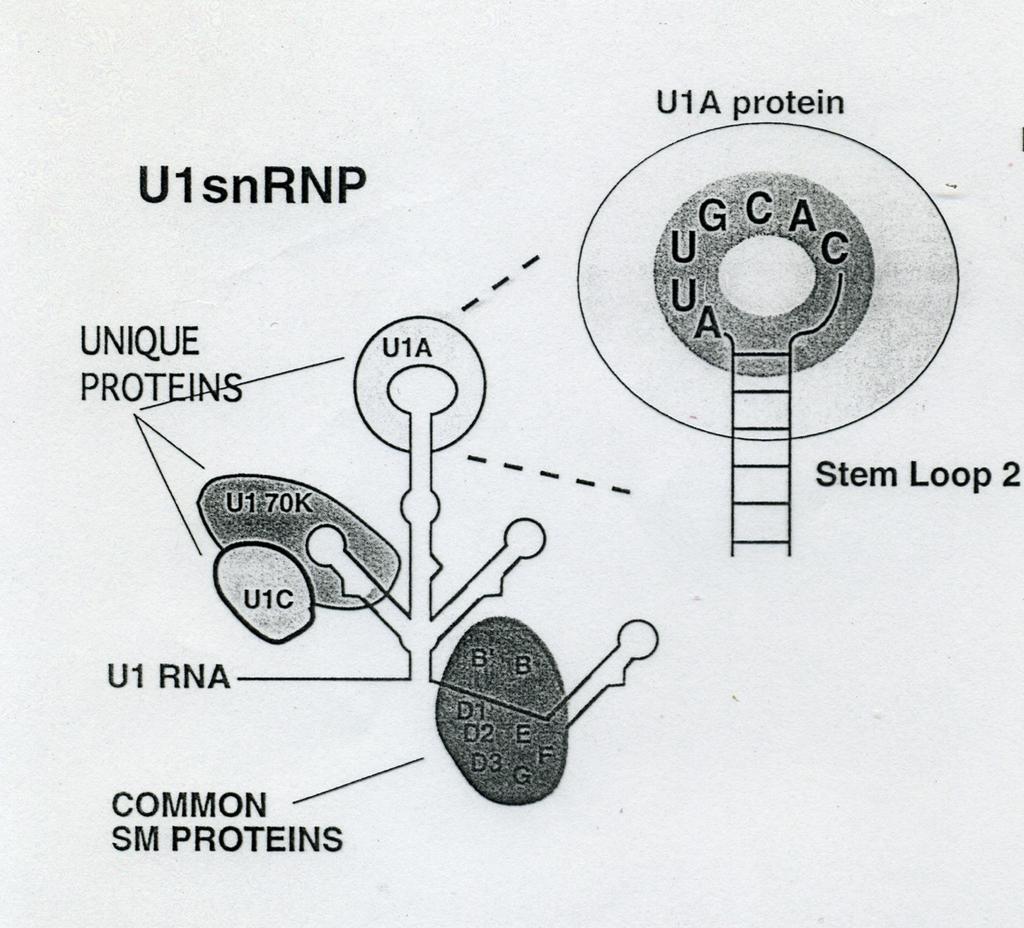 U1A: an example of on-off regulation of the cleavage and polyadenylation step