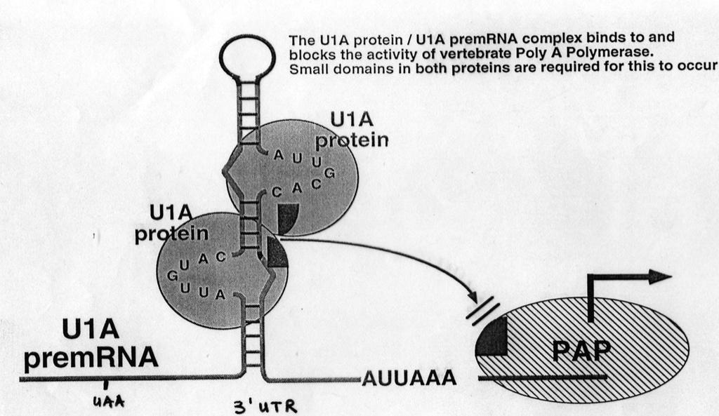 U1A autoregulation When the level of U1A exceeds that of U1 snrna, the excess U1A protein binds to its two binding sites in U1A pre-mrnas.