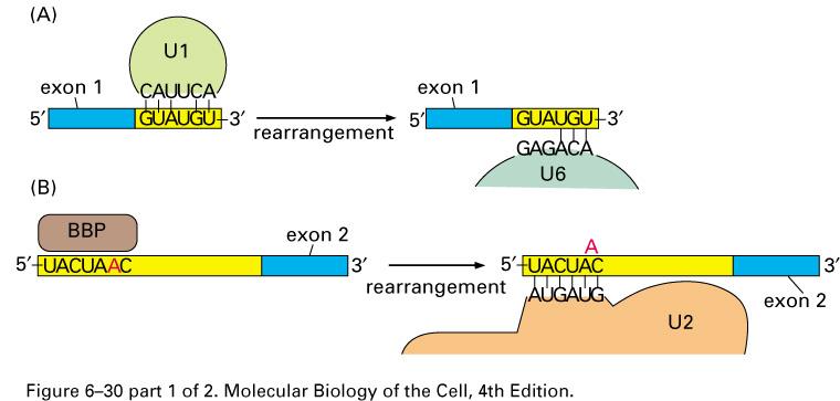 Spliceosome & ATP RNA-