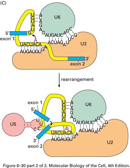 Spliceosome & ATP RNA-