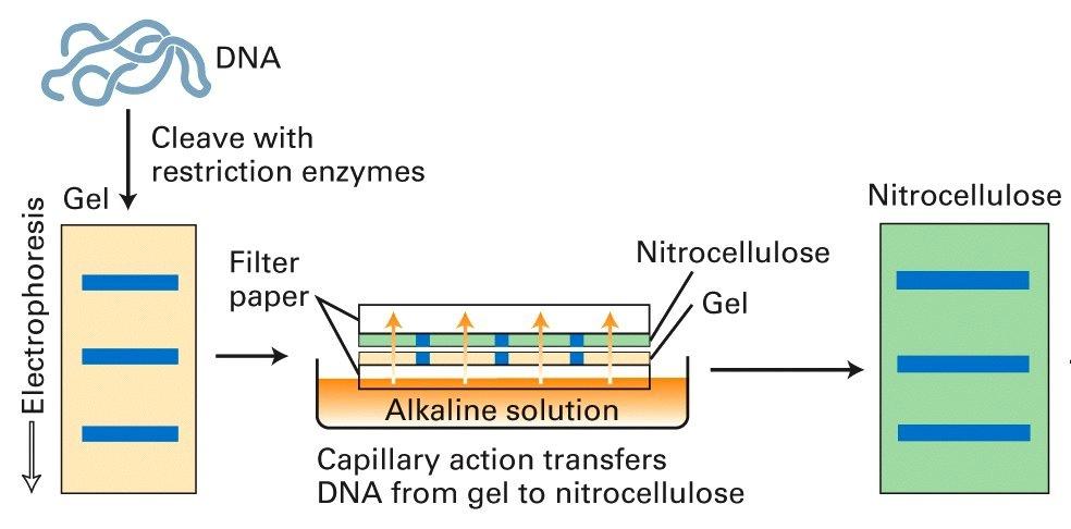 RNA Probe against