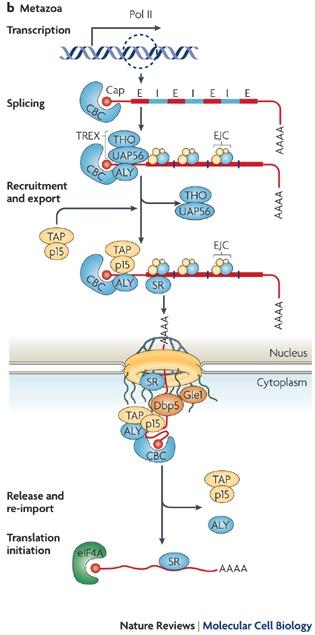 5 CAP favours the mrna transport to