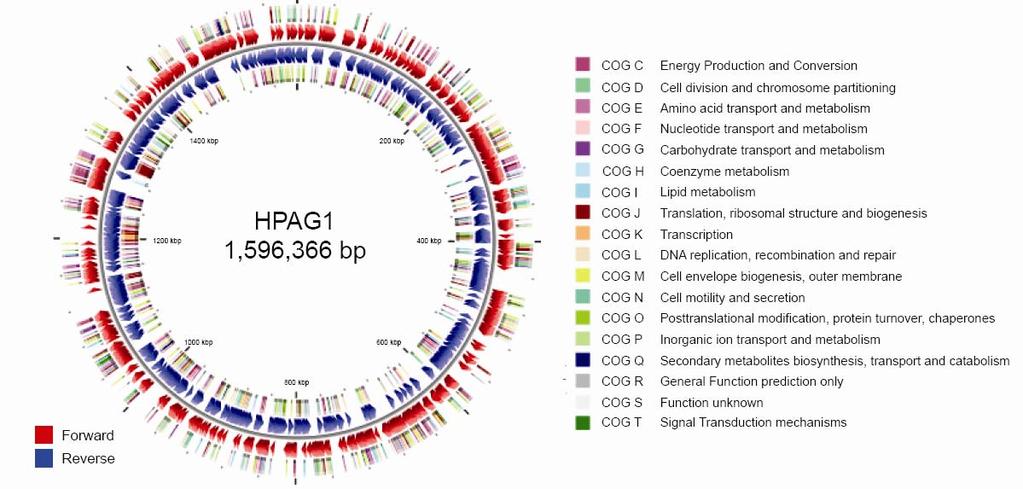 uptake [246, 247]. Moreover, the genome of H. pylori encodes unusually few regulatory elements, and therefore it has been speculated, and also recently confirmed by Skoglund et al.