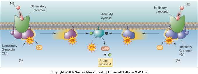 G-Protein-Coupled Receptors and Effectors GPCR Effector Systems (Cont d) Push-pull