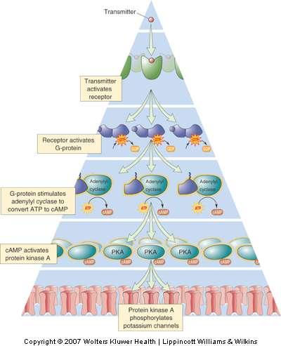 G-Protein-Coupled Receptors and Effectors GPCR