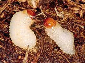 adult activity Larva is the damaging