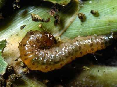 Subterranean Sod Webworm Beige to brown moths fly in zig-zag pattern just above turf,