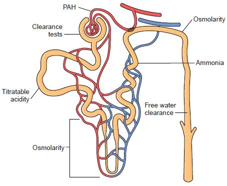 Renal Function Tests There are metabolic functions and chemical interactions to be evaluated through laboratory tests of