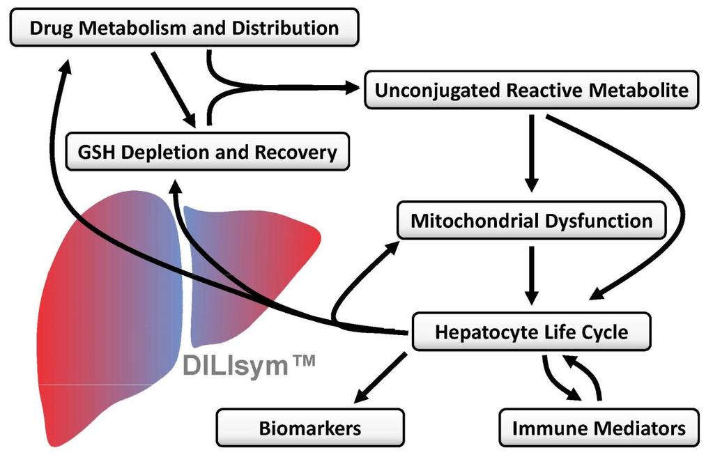 Figure S4. Diagram showing the overall structure of the DILIsym model.