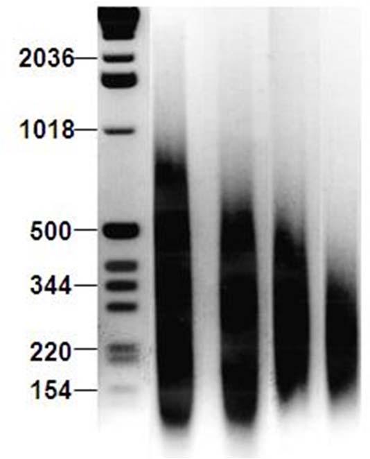 NimbleGen DNA methylation promoter array DNA sonication 100 to 1000 bp Immuoprecipitation Antibody: