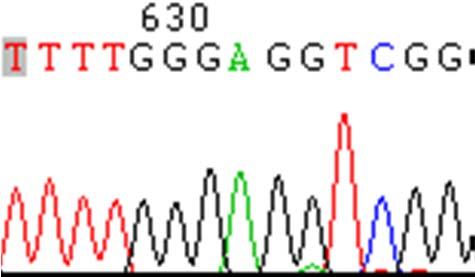 Bisulfite sequencing PCR
