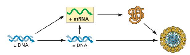 dsdna genomes Genomes copied by host DNA polymerase Genomes encode