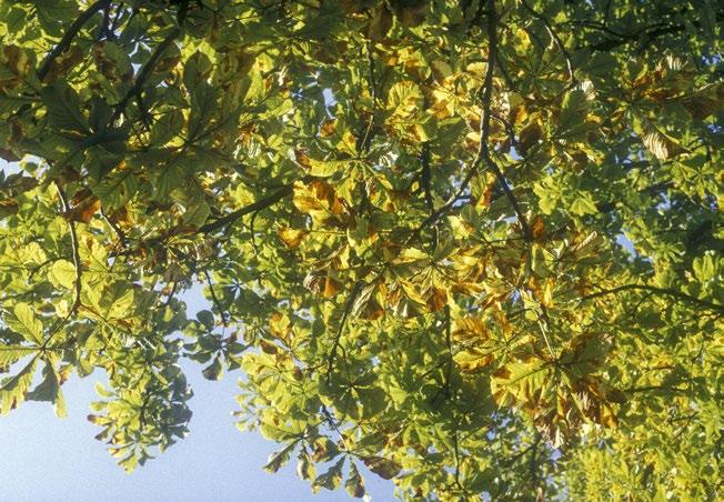 Look-alike signs and symptoms Guignardia leaf blotch causing
