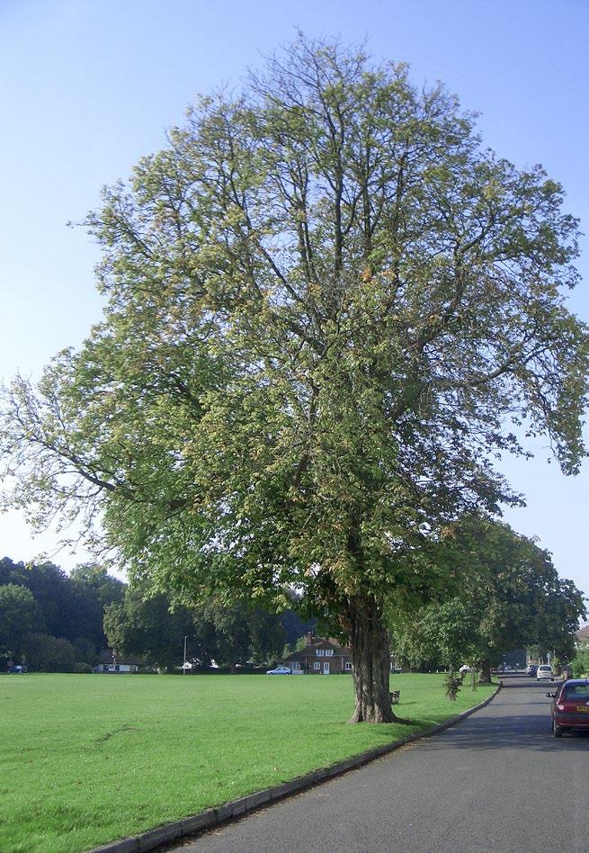 Look-alike signs and symptoms Dieback and premature leaf loss of a horse chestnut tree