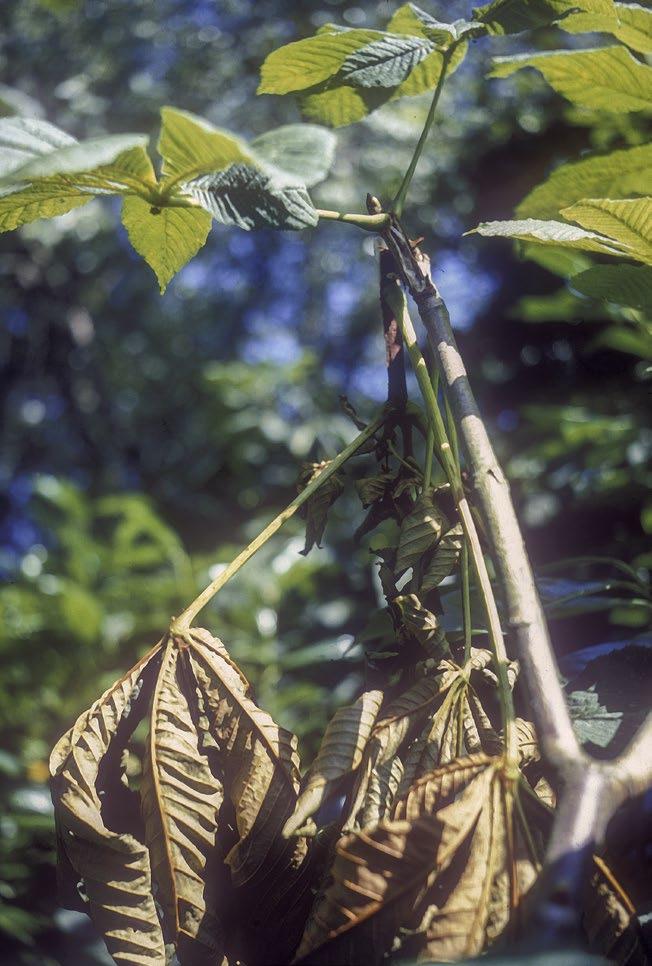 Look-alike signs and symptoms Squirrel damage in horse chestnut trees results