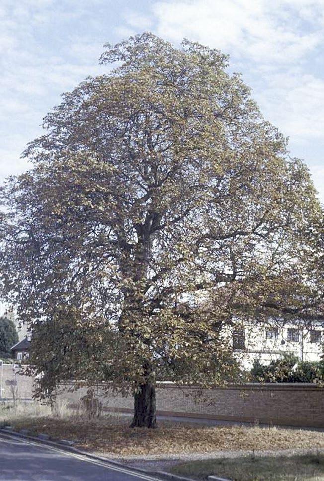 Signs and symptoms Defoliation of a horse chestnut tree by