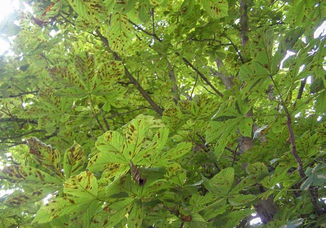 Signs and symptoms Early horse chestnut leaf miner damage