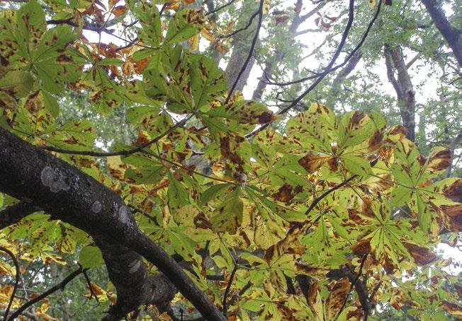 Signs and symptoms As the horse chestnut leaf miner infestation