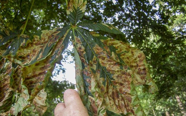 Photograph: Suzanne Sancisi-Frey, Forest Research Mines of the horse chestnut leaf miner