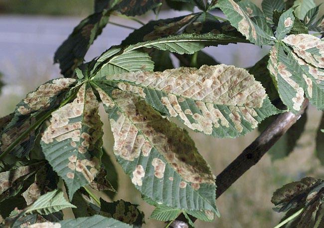 Signs and symptoms Mines of the horse chestnut leaf miner which