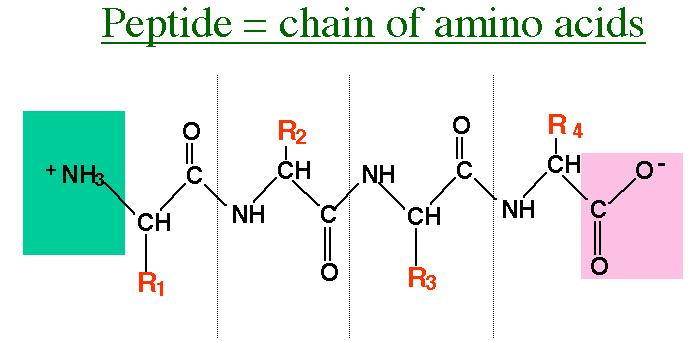 Amino acid peptide protein 47 amino acid 20 essential a-amino acids with different side groups