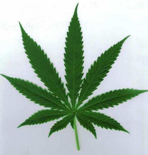 Marijuana Marijuana has characteristics of stimulants, depressants, & hallucinogens Comes from CANNIBUS