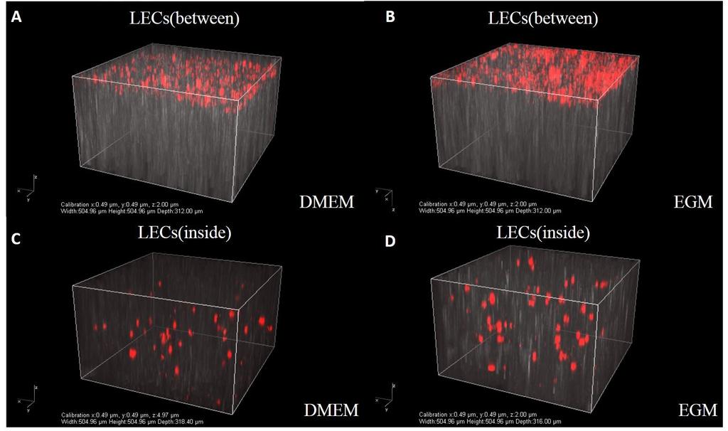 Figure 15. 3D lung tissue models containing LECs: 3D views of live tissues.