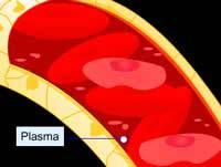 IT S PURPOSE It is the liquid part of red blood cells that carries dissolved substances such as glucose and transports them