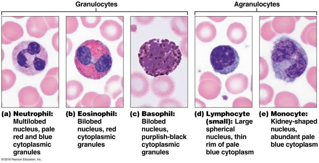 Granulocytes include neutrophils (small, pinkish granules; 54-62% of all WBC), eosinophils (large, red granules; 1-3%), and basophils (large,