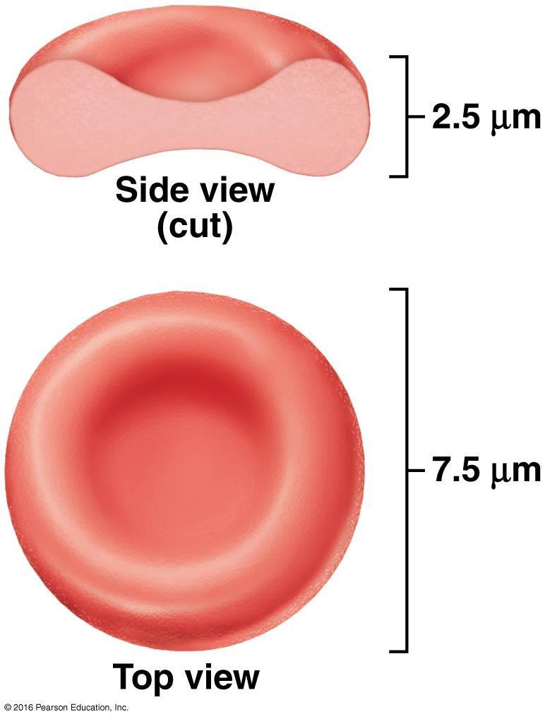 Erythrocytes Blood cells specialized to deliver oxygen to tissue cells, using a protein called hemoglobin. Small (7.