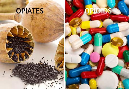 Opiates Codeine (Tylenol #3,#4) Morphine (MSContin, Avinza, Kadian, Roxanol) Expanded Opiates