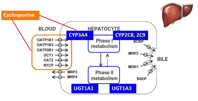 Mechanism of CsA & statins Br J