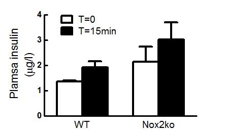 Supplementary Figure 4. In vivo glucose homeostasis in WT and mice.