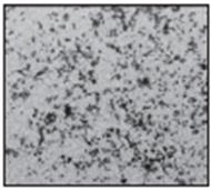 Western blot analysis showed reduced expression of EGR1,