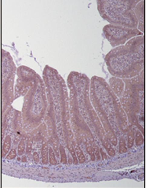 A: Light micrographs of immunohistochemical staining for inos.