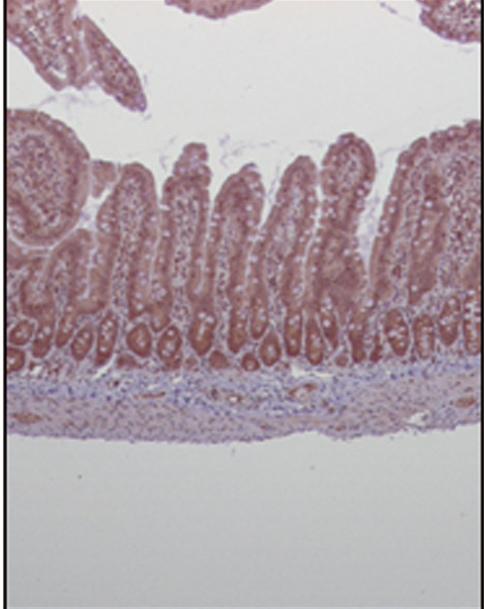 GSH and GSSG levels in the jejunum Ggt1 mrna expression in the jejunum GSH is one of the most important scavengers of ROS; additionally, GSH and oxidized