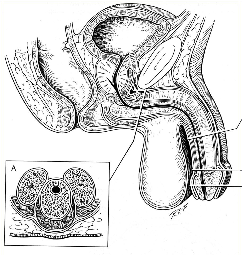 Anatomy: The Urethra Posterior Prostatic Urethra