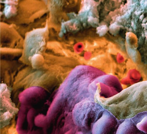 capabilities of the human immune system: scientists from Bayer