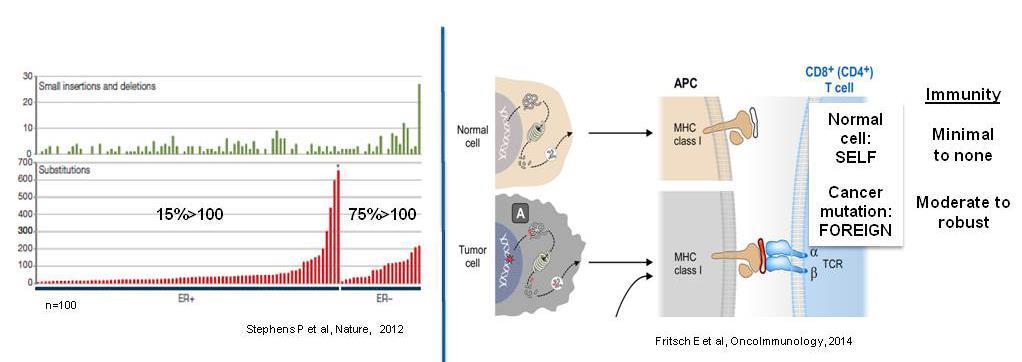 Mutational Load Creates Neoantigens Stephens PJ, et al. Nature.