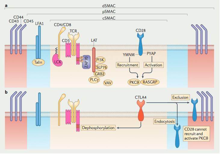 Explanation of the Molecular Mechanisms of Checkpoint Inhibitors and Other Key