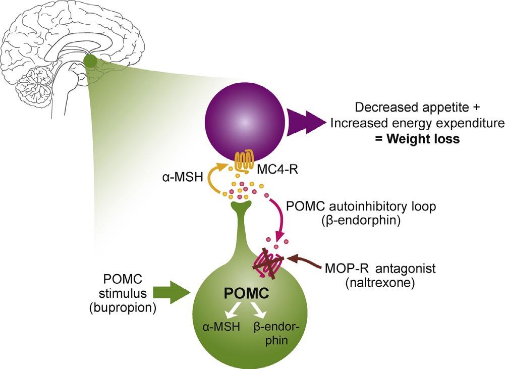 Combination Stimulatory of POMC and Antagonism of Opiod