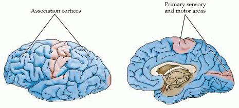 5% of the cortical area Frontal