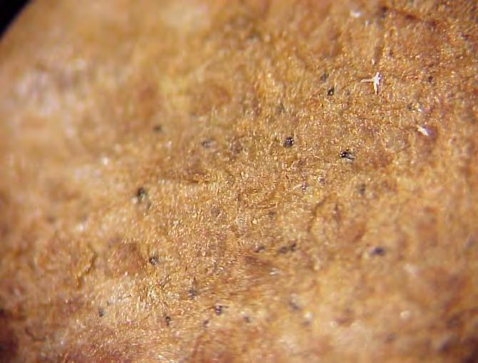 infection; (B) close-up of the small dark sclerotia on the tuber